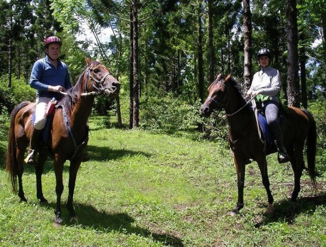  Pausa a cavalo na floresta 